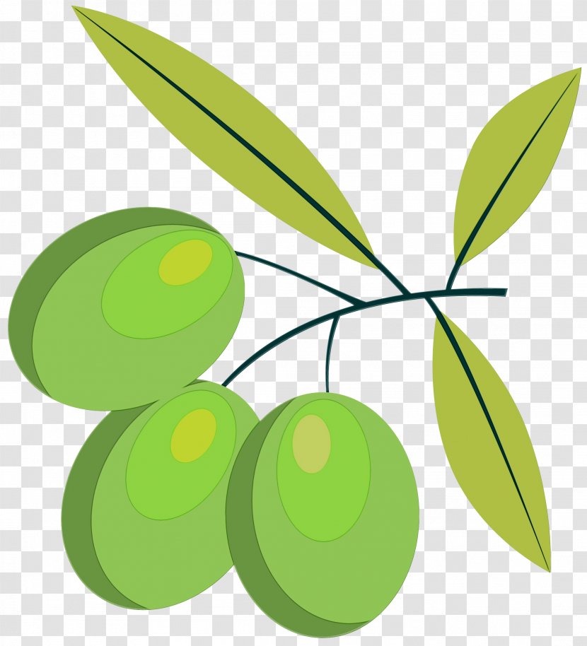 Leaf Green Olive Plant Tree - Stem Fruit Transparent PNG
