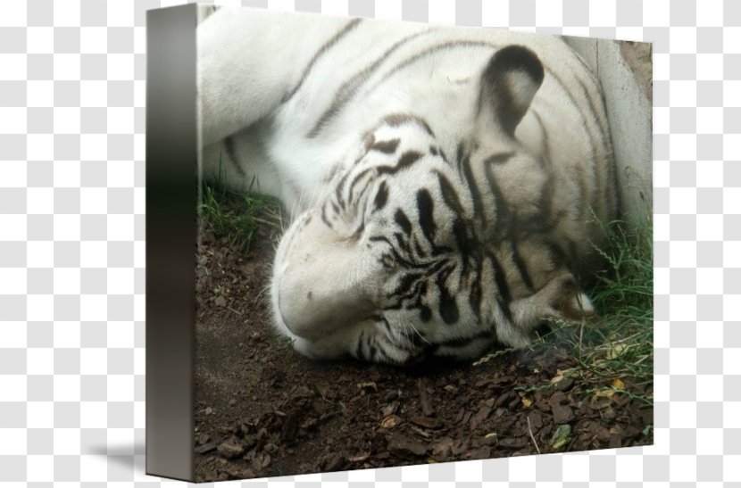 Tiger Big Cat Terrestrial Animal Wildlife - Fauna Transparent PNG