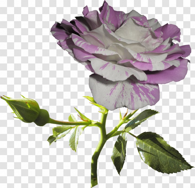 Garden Roses Still Life: Pink Cut Flowers Lilac - Floribunda - White Rose Transparent PNG