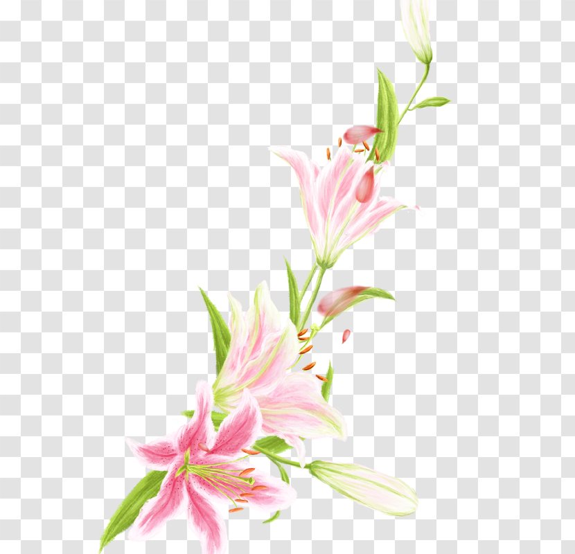 Floral Design Pink Lilium Flower - Cut Flowers - Lily Transparent PNG