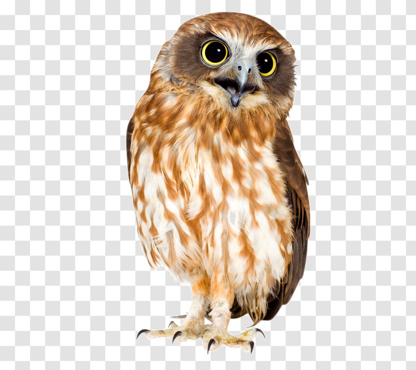 Barn Owl Bird Eurasian Eagle-owl Great Horned - Jacksons Chameleon Transparent PNG