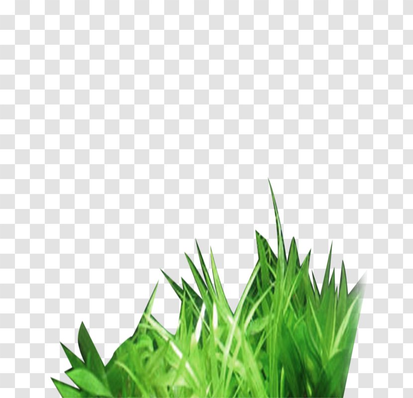 Grass - Leaf - Resource Transparent PNG