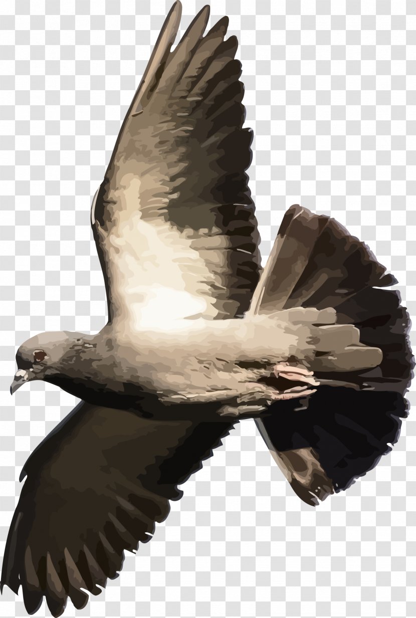 Domestic Pigeon Columbidae Flight Bird T-shirt Transparent PNG
