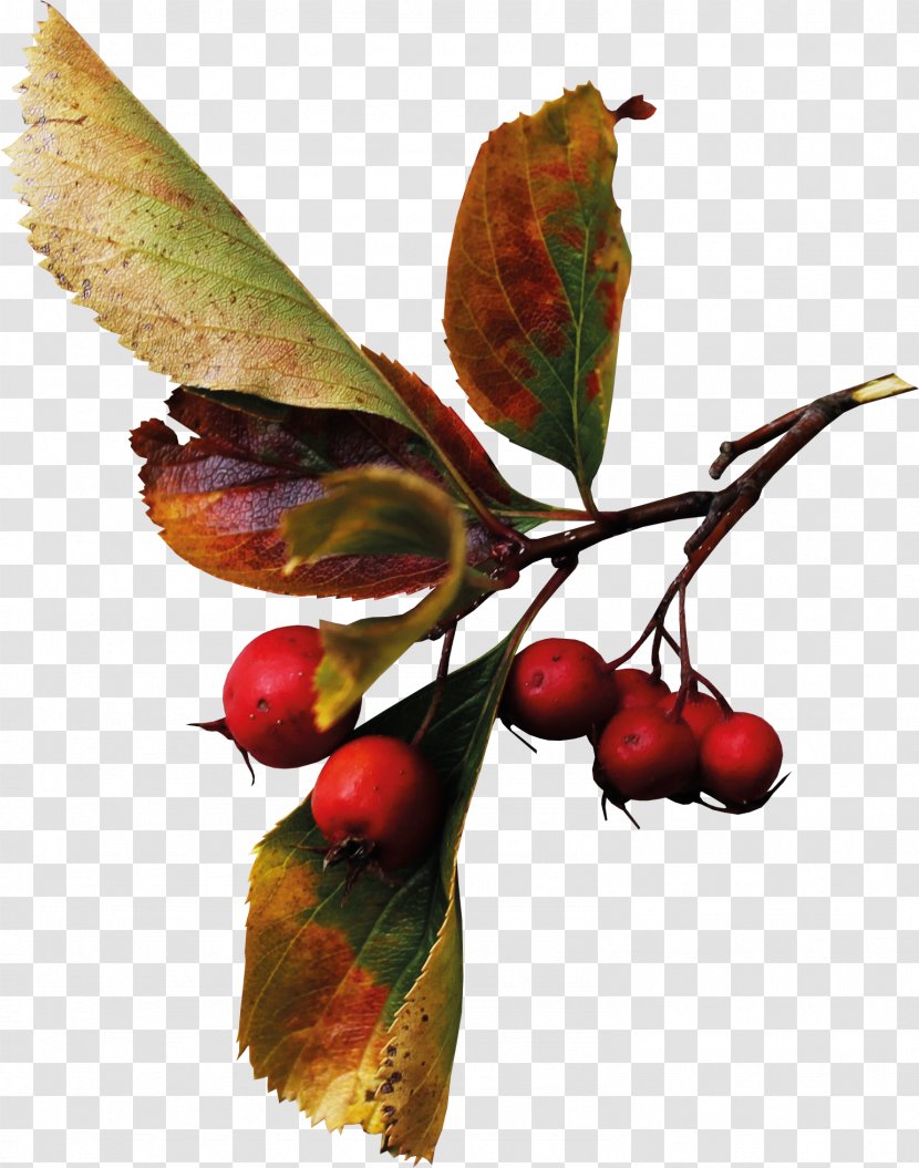 Autumn Auglis Berry Clip Art - Chokeberry - Harvest Transparent PNG