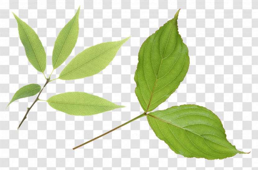 Branch Leaf Plant Stem - Digital Image - Green Transparent PNG