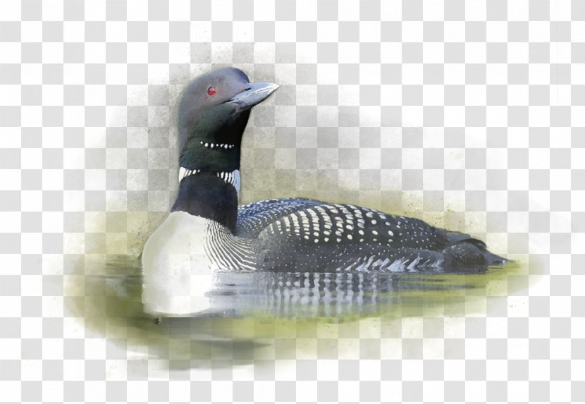 Duck Cider Loon Bird Goose - Waterfowl - Play Transparent PNG