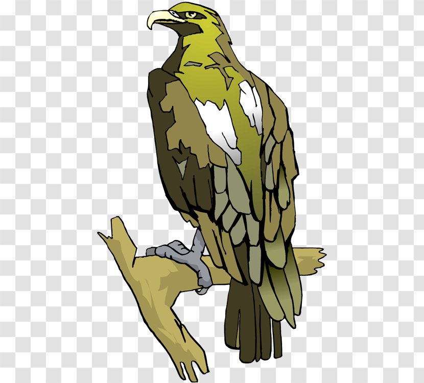 Clip Art Bald Eagle Oryol - Beak - Animals Transparent PNG