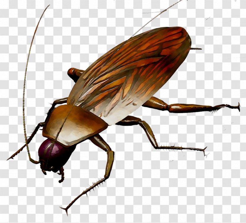 Cockroach Insect Bedbug Unichtozheniye Tarakanov Vermin - Tachinidae - Invertebrate Transparent PNG