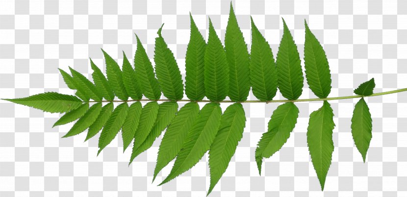 Leaf Texture Mapping Plant Stem - Green Leaves Transparent PNG