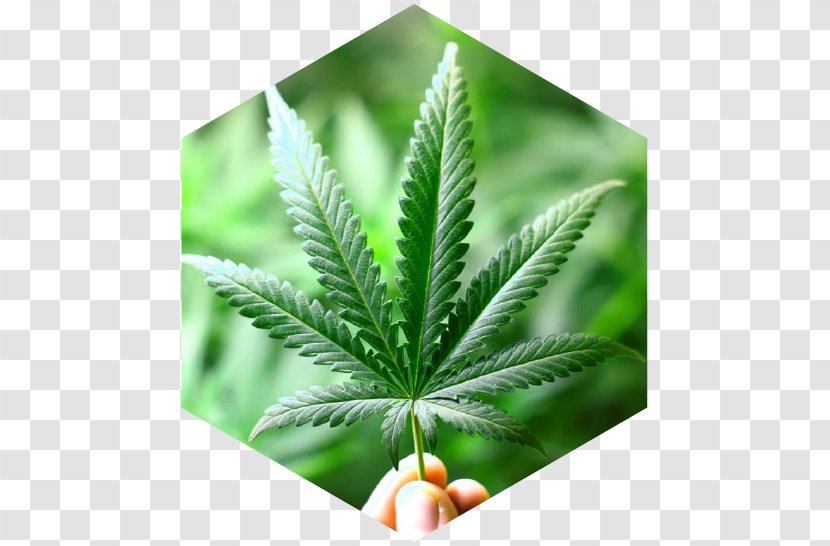 Medical Cannabis Hemp Dispensary Tetrahydrocannabinol - Shop - Plant Transparent PNG