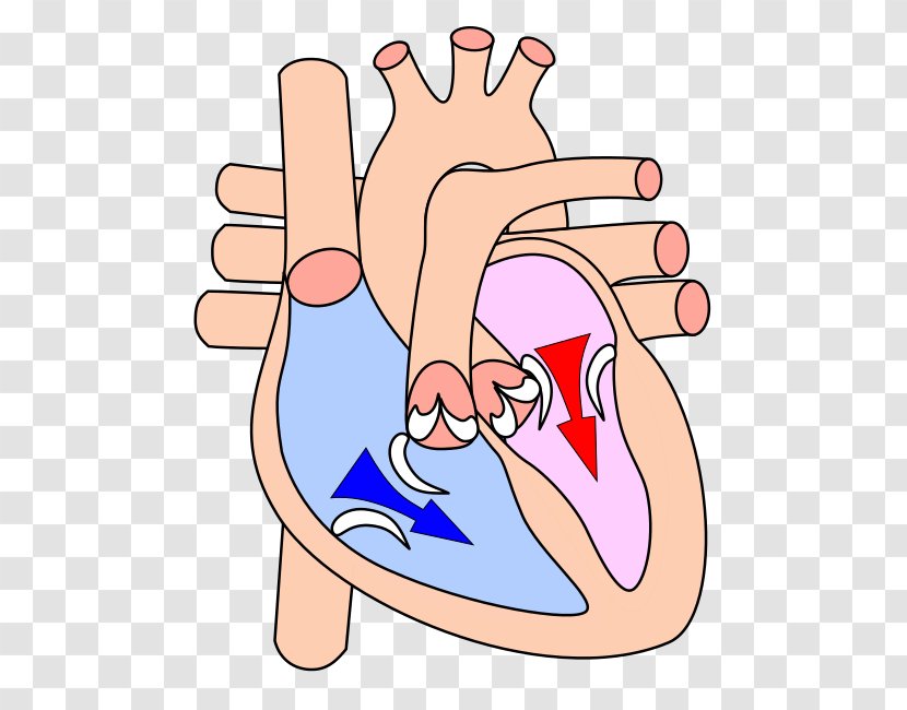 Diastole Ventricle Systole Atrium Cardiac Cycle - Frame - Human Heart Transparent PNG