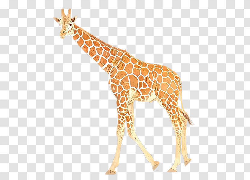 Giraffe Giraffidae Animal Figure Wildlife Fawn Transparent PNG