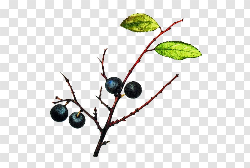 Blackthorn Bilberry Bargnolino Sloe Gin Damson - Food - Branch Transparent PNG