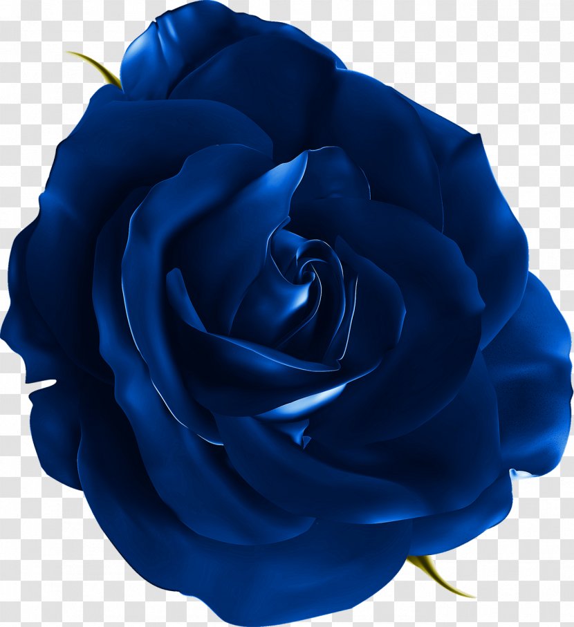 Blue Rose - Blog - Cut Flowers Transparent PNG