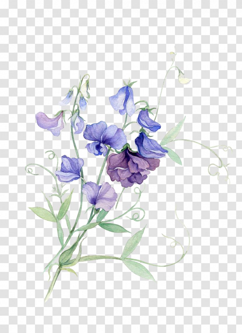 Paper Watercolor Painting Sweet Pea Flower Transparent PNG