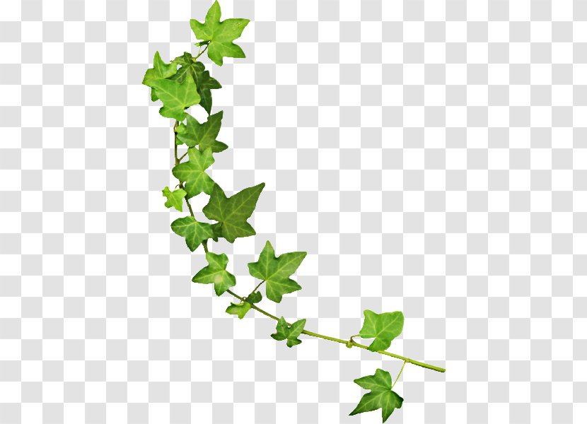 Vine Green Boston Ivy - Cut Flowers - 花朵 Transparent PNG