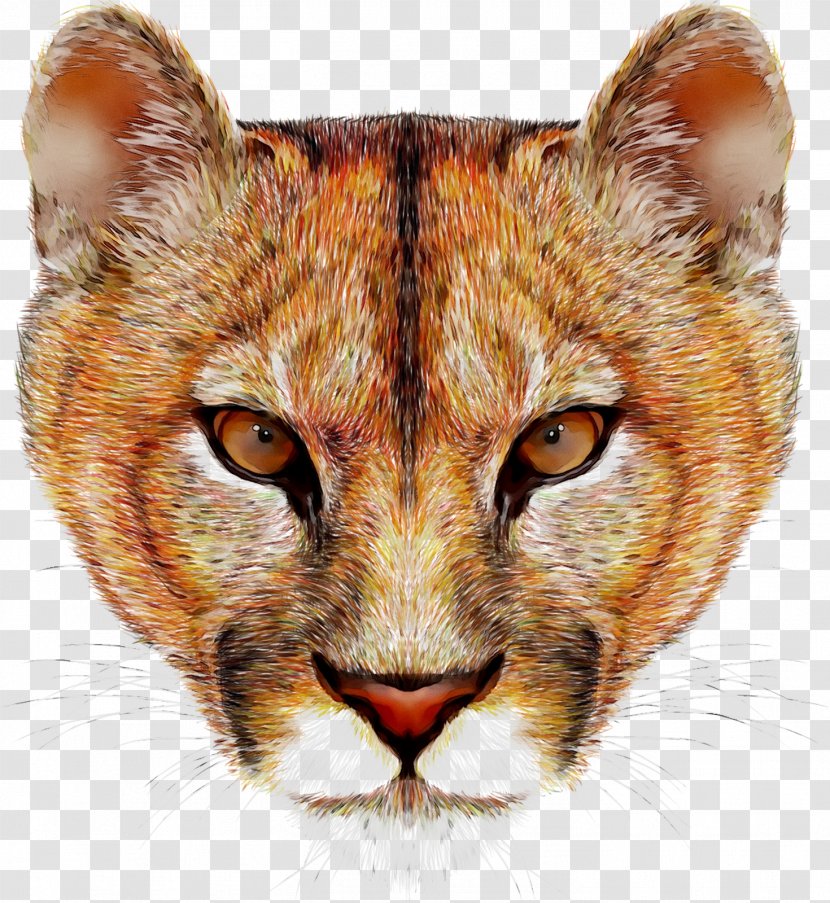 Cougar Lion Felidae Vector Graphics Stock Photography - Tabby Cat - Wildlife Transparent PNG