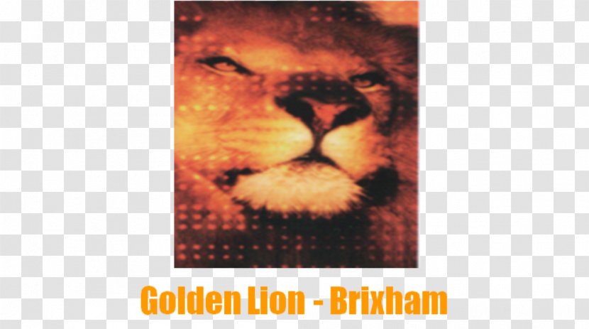 Lion Cat Mammal Poster Transparent PNG