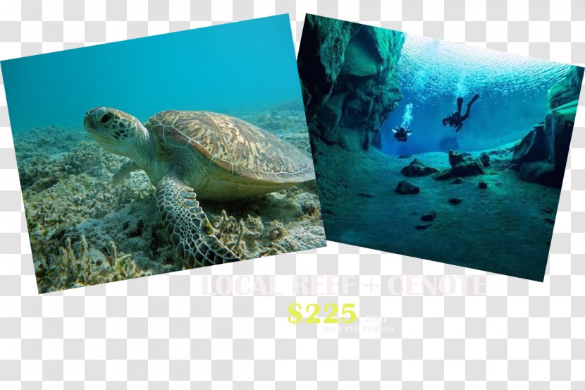 Sea Turtle Ecosystem Marine Biology Fauna - Organism Transparent PNG