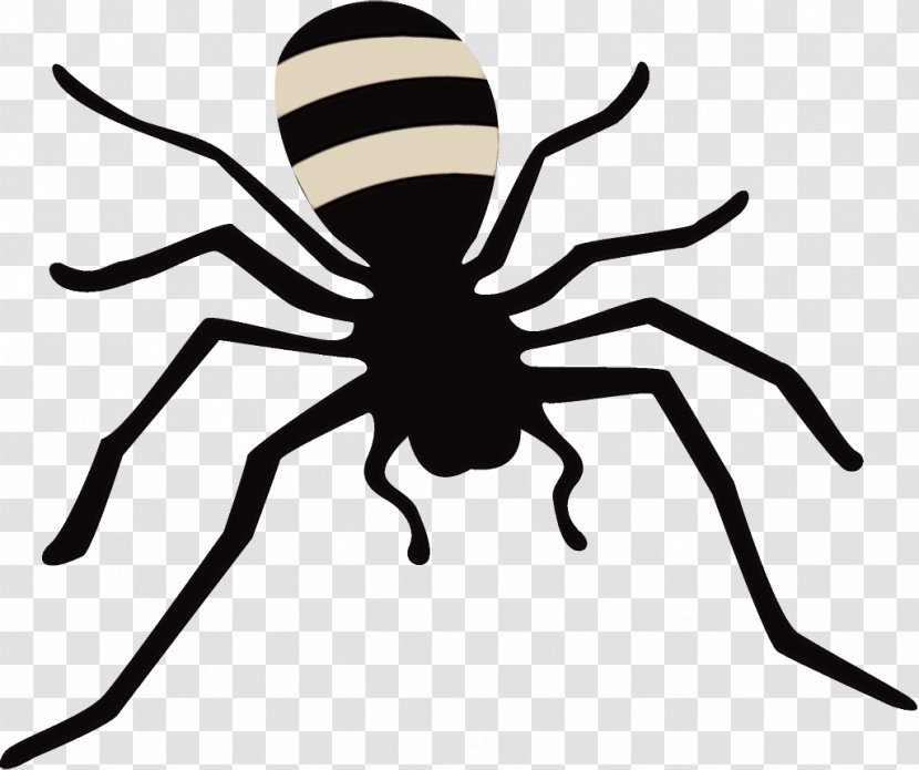 Spider Insect Black Line Arachnid - Head - Orbweaver Transparent PNG