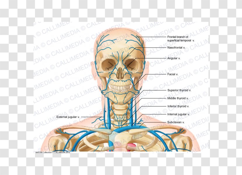Internal Jugular Vein Head And Neck Anatomy - Watercolor - Superficial Temporal Transparent PNG