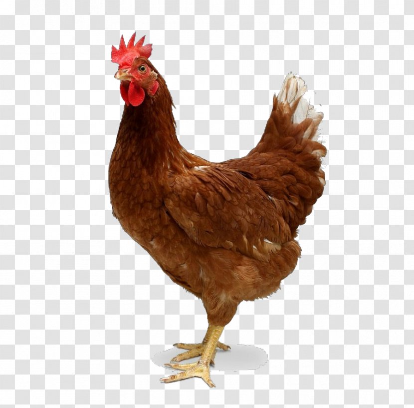 Chicken Bird Rooster Comb Poultry - Livestock Fowl Transparent PNG