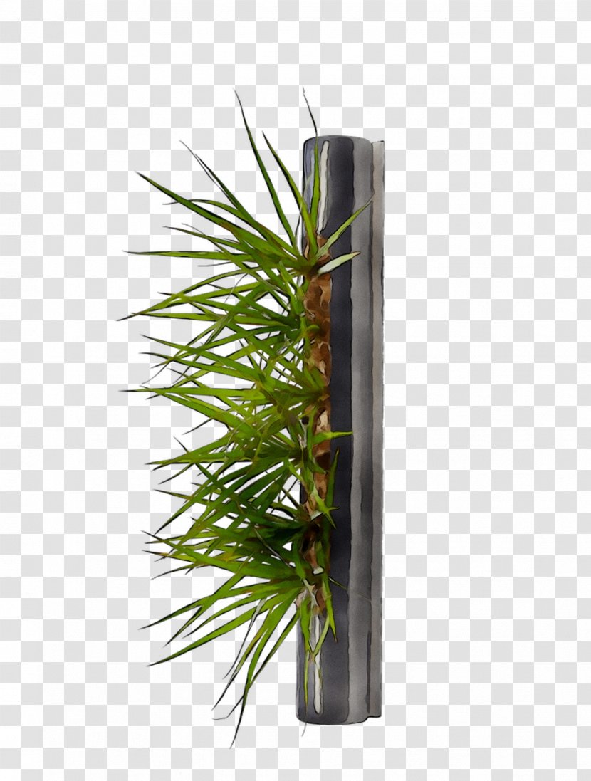 Tree - Plant - Vascular Transparent PNG