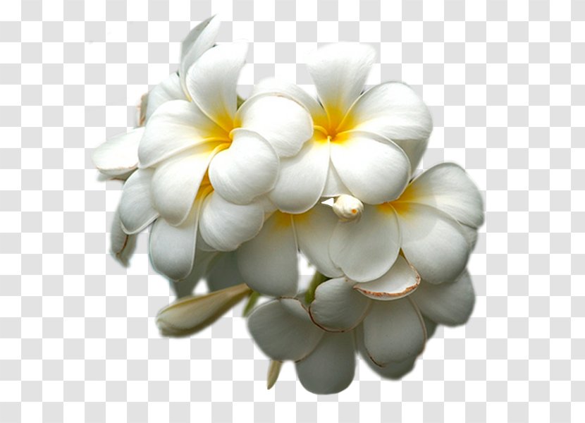 White Petal Lilac Flower Yellow Transparent PNG