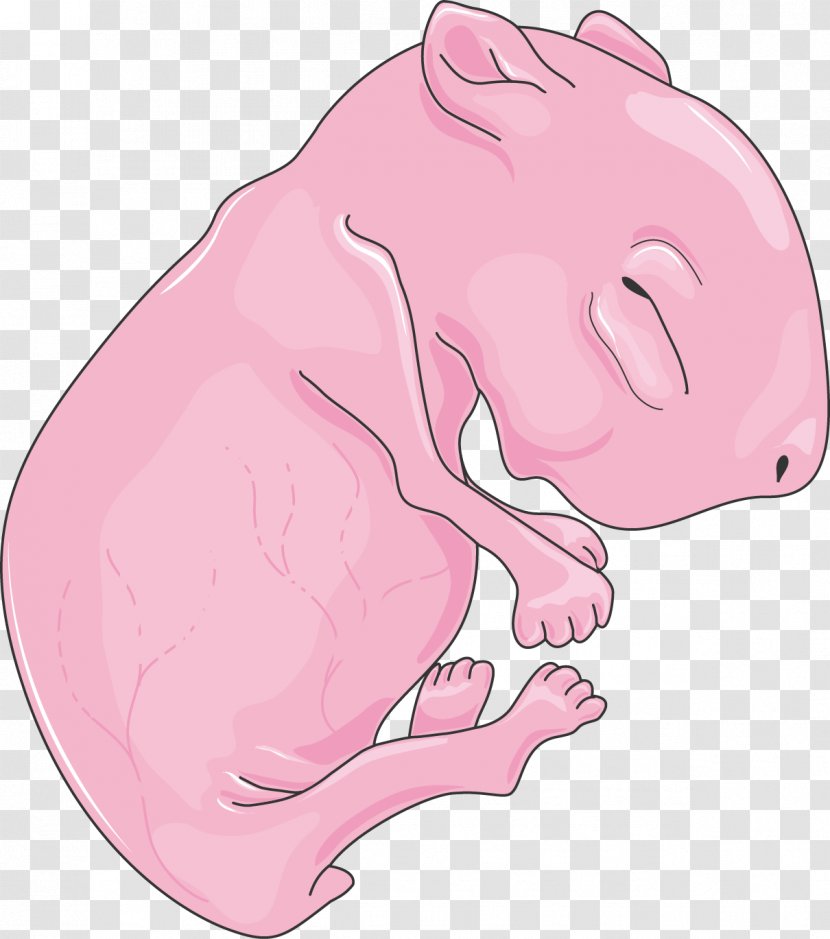 Mouse Pig Infant Dog Rat - Watercolor - & Transparent PNG