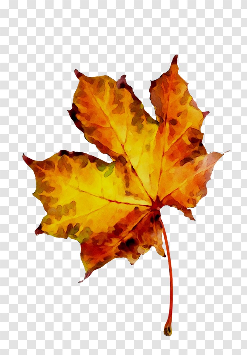 Maple Leaf Orange S.A. - Plane - Plant Transparent PNG