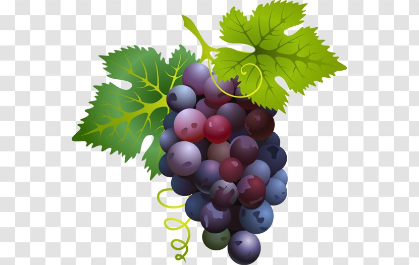 Common Grape Vine Juice Fruit Clip Art - Grapes Images Transparent PNG