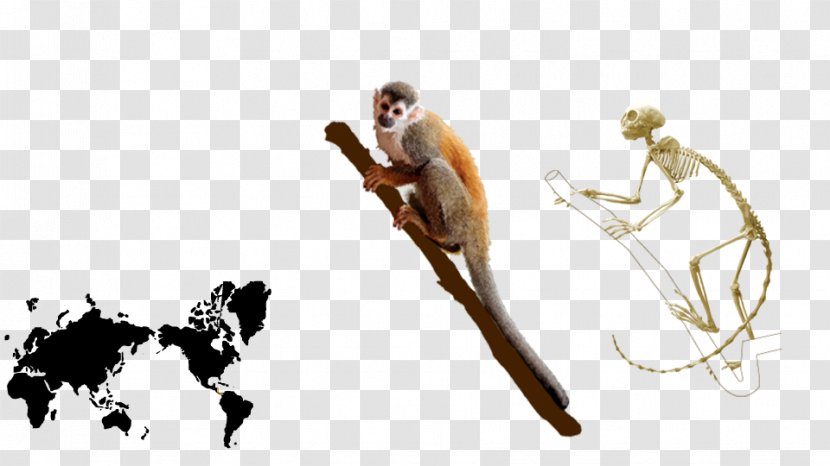 Common Squirrel Monkey Homo Sapiens Central American - Human Skeleton Transparent PNG