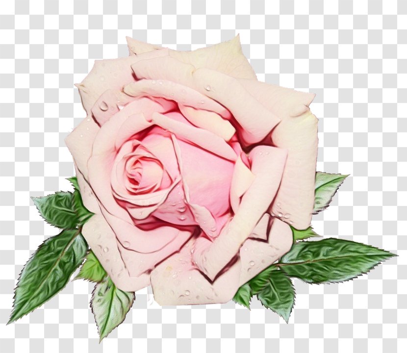 Pink Flower Cartoon - Hybrid Tea Rose - Bouquet Order Transparent PNG
