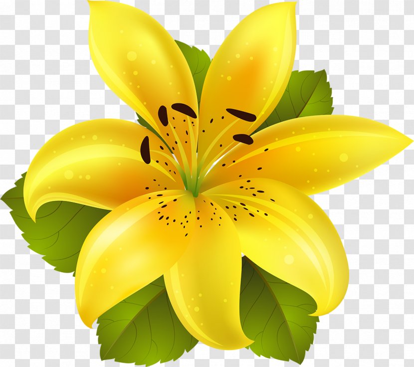 Flower Lilium Clip Art - Lily - Frangipani Transparent PNG