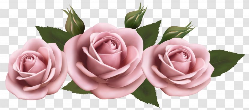 Rose Flower Amazon.com - Flowering Plant - Beautiful Transparent Pink Roses Picture Transparent PNG