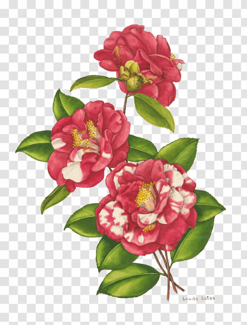 Cut Flowers Bellingrath Gardens And Home Floral Design Japanese Camellia - Border Transparent PNG