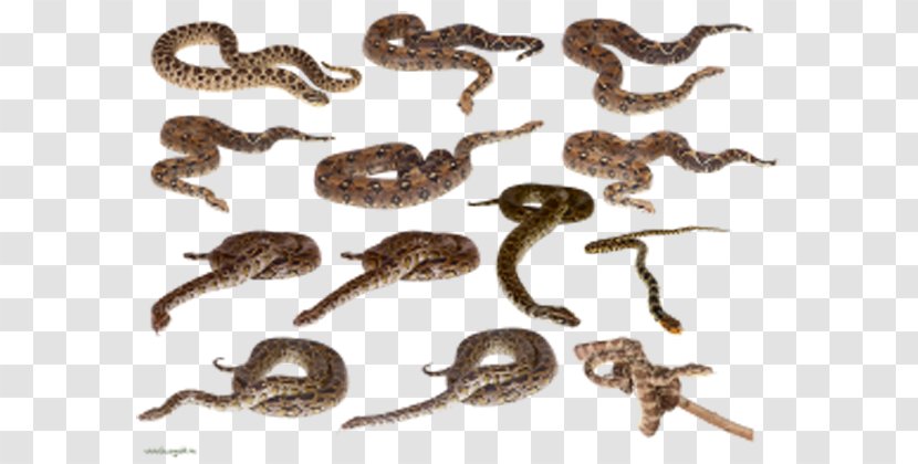 Snake Clip Art - Organism - Coiled Heap Transparent PNG