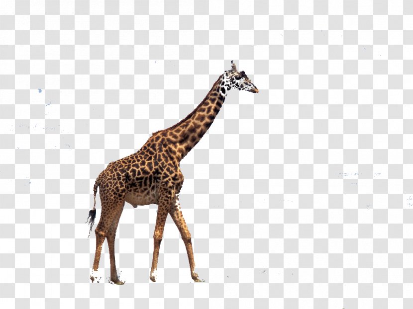 Faber-Castell Advertising Royalty-free - Photography - Giraffe Transparent PNG