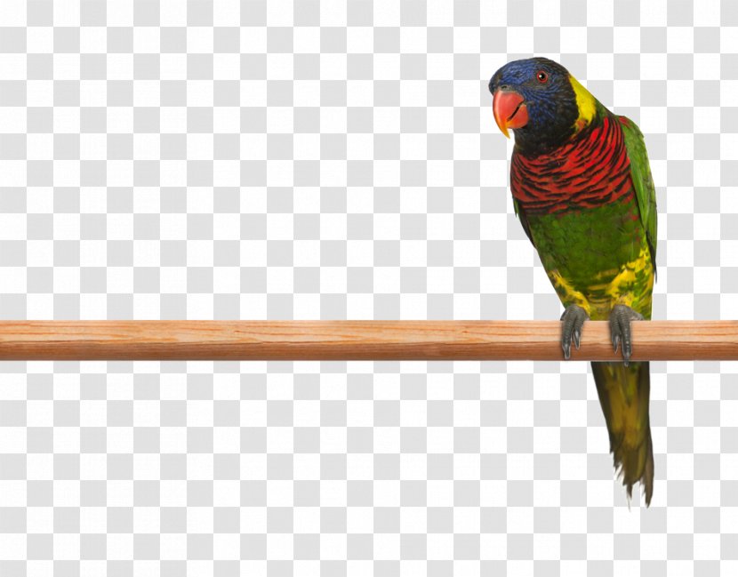 Budgerigar Parrot Ornate Lorikeet Rainbow Macaw - Feather Transparent PNG