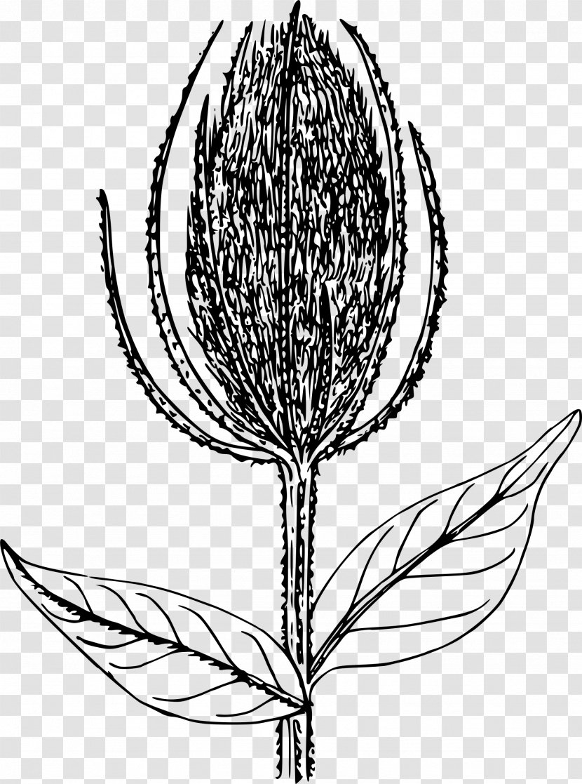 Drawing Line Art - Photography - Flower Plant Transparent PNG