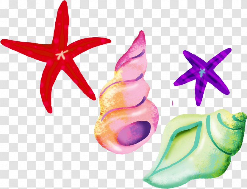 Seafood Graphic Design Clip Art - Seashell - Starfish Transparent PNG
