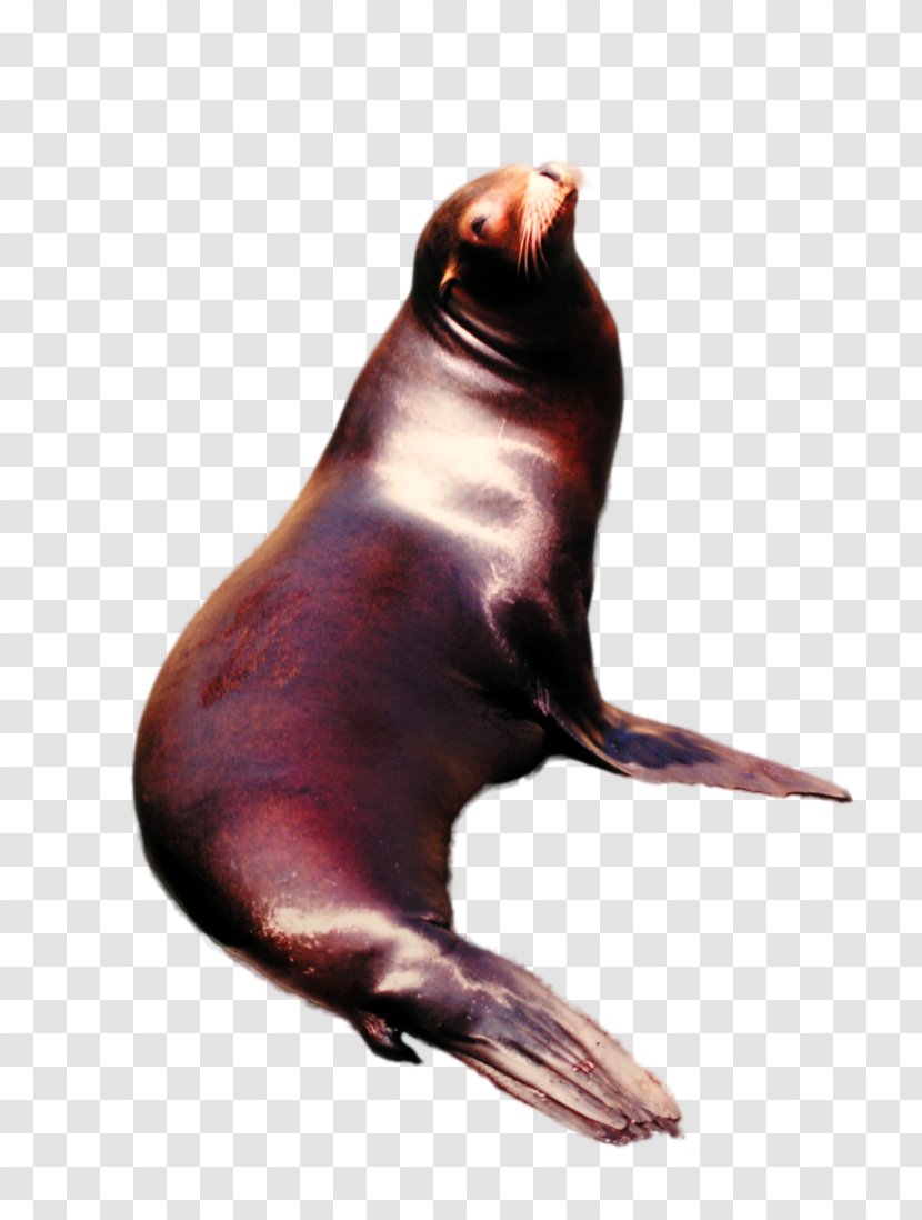 Sea Lion Walrus Marine Mammal Pinniped - Photo Transparent PNG