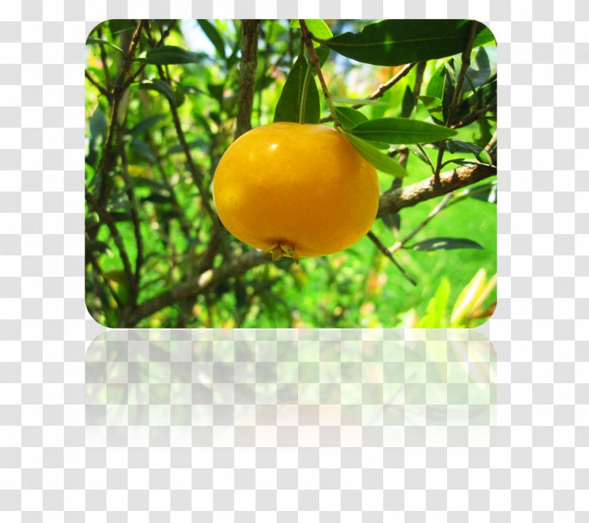 Lemon Clémentine M. - Citrus Transparent PNG