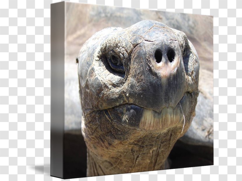 Galápagos Islands Pinta Island Tortoise Aldabra Giant - Stock Photography - Watercolor Transparent PNG
