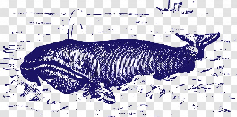 Toothed Whale Killer Blue - Art - Beluga Transparent PNG