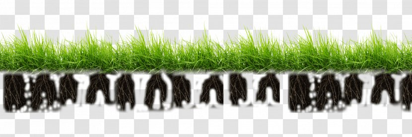 Pasture Grasses Flower Raceme - Artificial Grass Transparent PNG