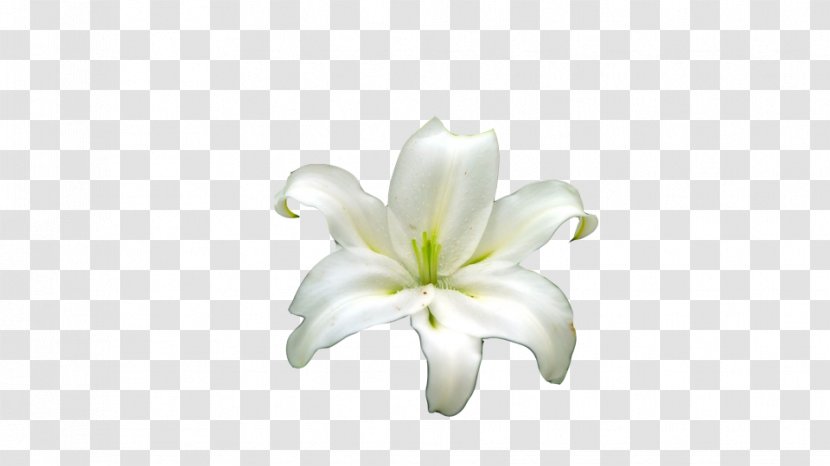 Lilium Cut Flowers - Lily Family Transparent PNG