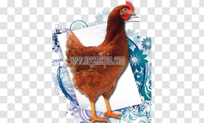 Rooster Rhode Island Red Leghorn Chicken Malay Breed - Galliformes Transparent PNG