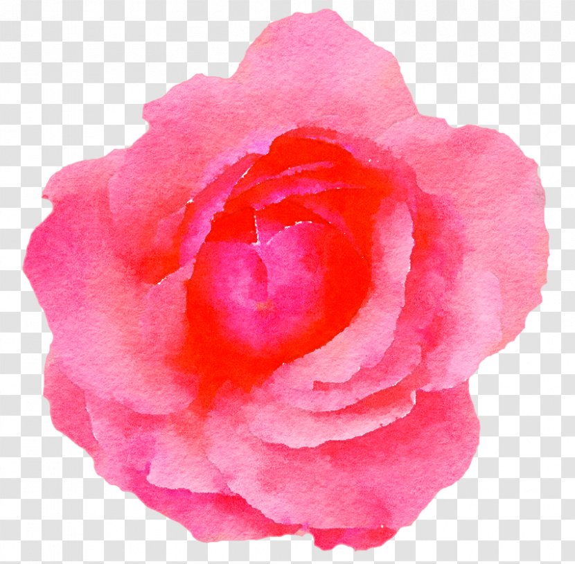 Garden Roses Watercolor Painting Pink Flowers Clip Art - Cabbage Rose - Bell Small Transparent PNG