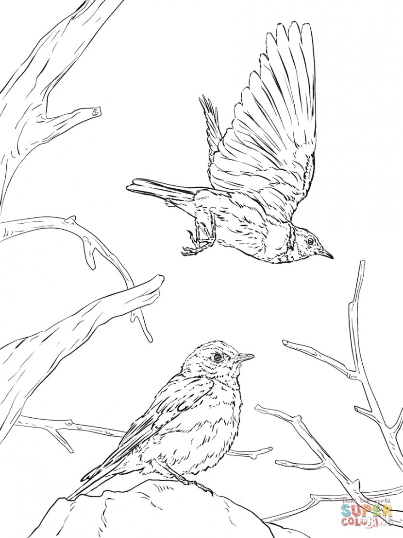 Eastern Bluebird Western Mountain Coloring Book - State Bird - Cliparts Transparent PNG